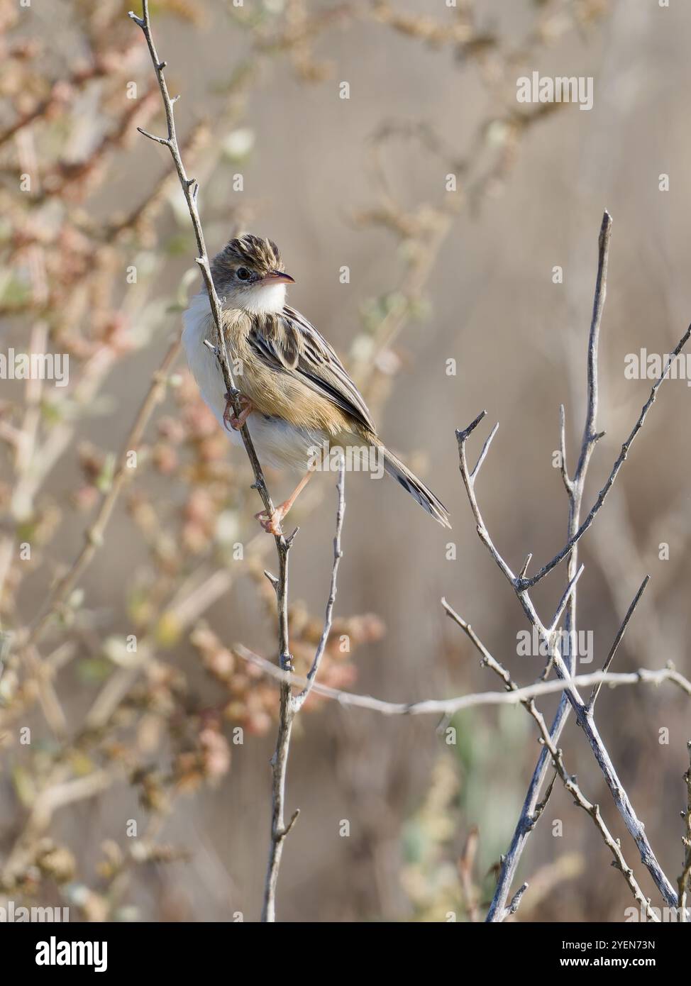 Cisticola ou paruline fantôme striée, Cisticola juncidis, perchée sur une brindille. Banque D'Images