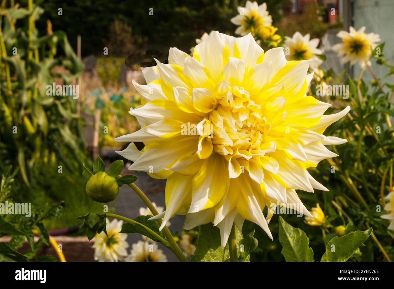 Gros plan de Dahlia Hollyhill Lemon un grand dahlia décoratif jaune et blanc fleuri fleuri été floraison semi-robuste gel tendre pérenne décidue Banque D'Images