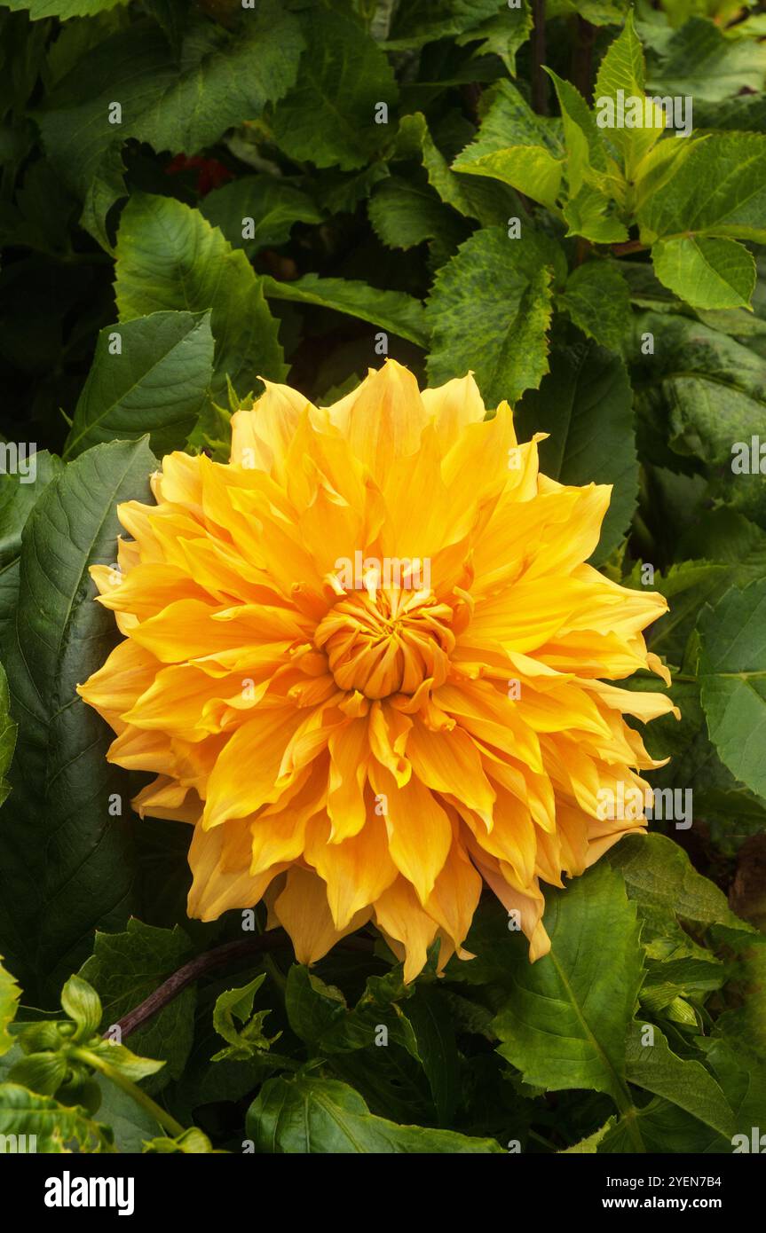 Gros plan de Dahlia Hamari Gold un dahlia décoratif fleuri géant en bronze d'été à automne floraison semi-robuste gel tendre pérenne feuillus Banque D'Images