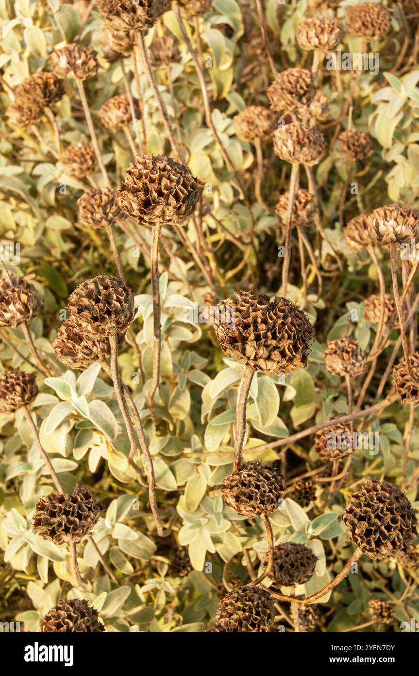 Têtes de graines de Phlomis fruticosa ou sauge de Jérusalem un monticule ornemental formant un arbuste à feuilles persistantes avec des fleurs jaunes et des feuilles aromatiques gèle robuste Banque D'Images