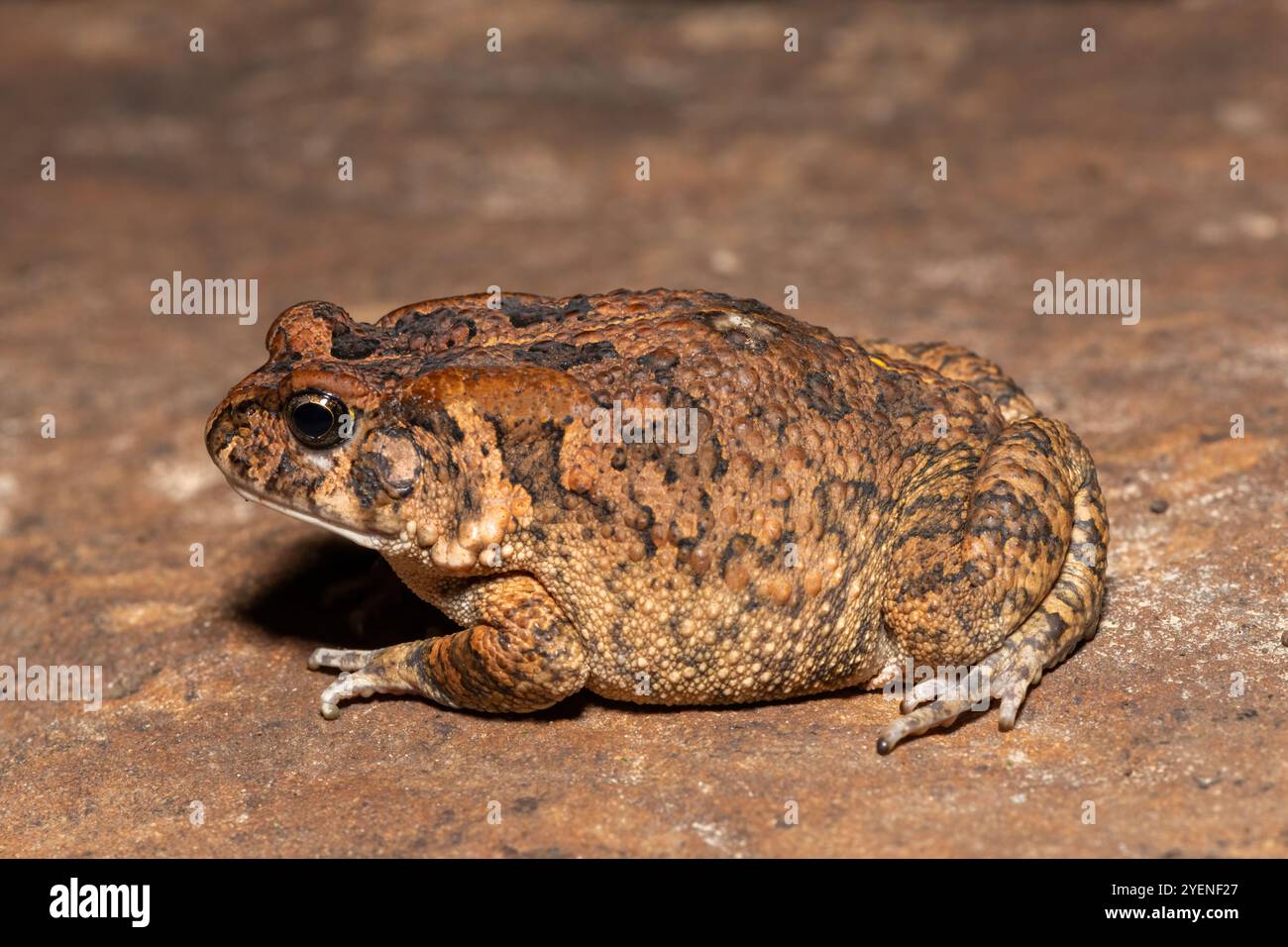 Un crapaud guttural adulte mignon (Amietophrynus gutturalis) dans la nature Banque D'Images