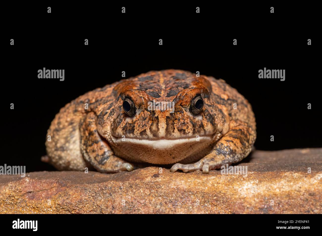 Un crapaud guttural adulte mignon (Amietophrynus gutturalis) dans la nature Banque D'Images