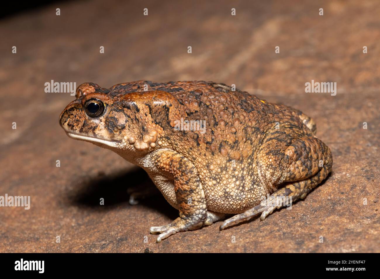 Un crapaud guttural adulte mignon (Amietophrynus gutturalis) dans la nature Banque D'Images