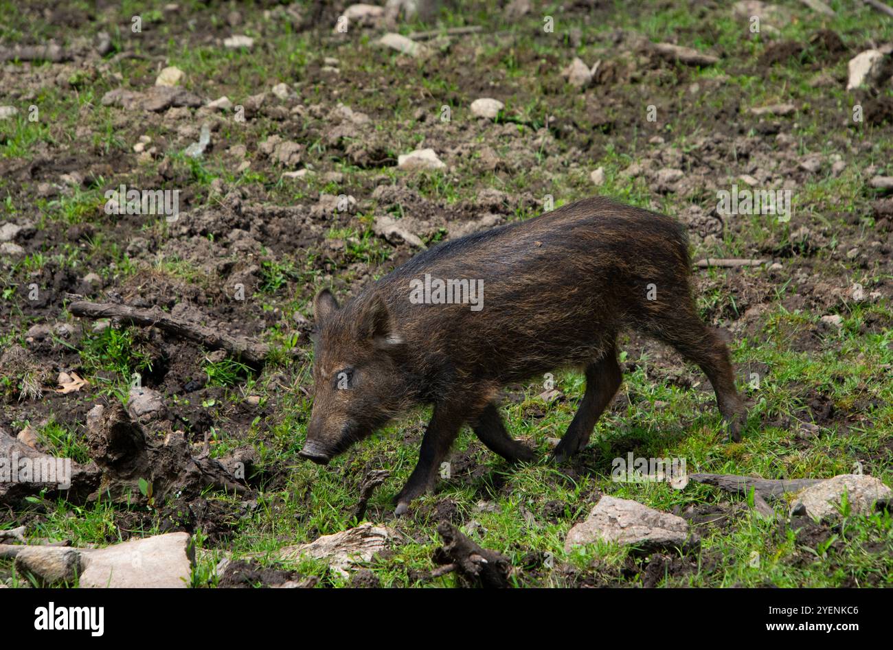 Un jeune sanglier européen. Banque D'Images