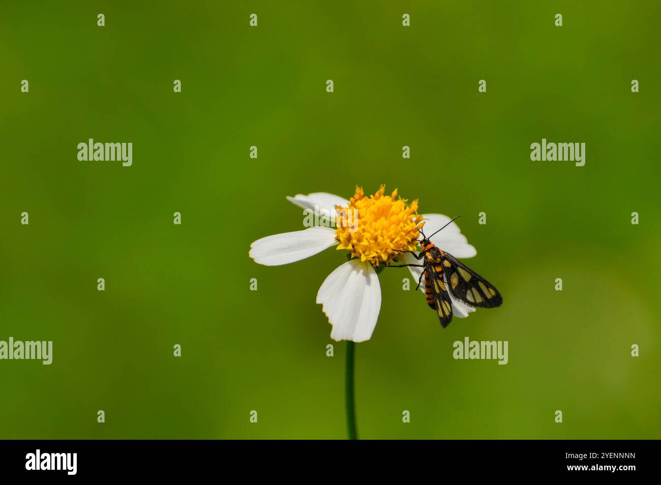 La teigne du tigre se nourrissant d'une fleur. Photographié dans la partie ouest de Singapour. Banque D'Images