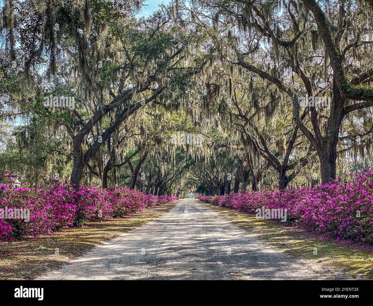 Avenue of Oaks and Azaleas, cimetière Bonaventure, Savannah, Géorgie, États-Unis - Image de stock capturée avec un smartphone