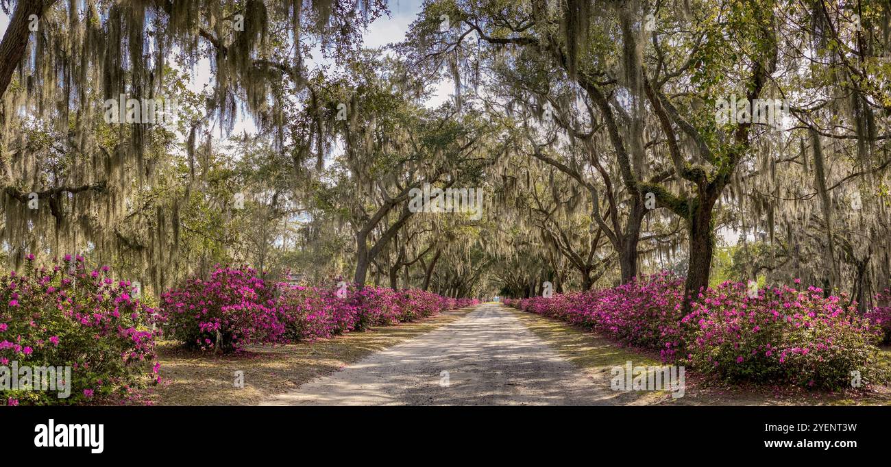 Avenue of Oaks and Azaleas, cimetière Bonaventure, Savannah, Géorgie, États-Unis - Image de stock capturée avec un smartphone