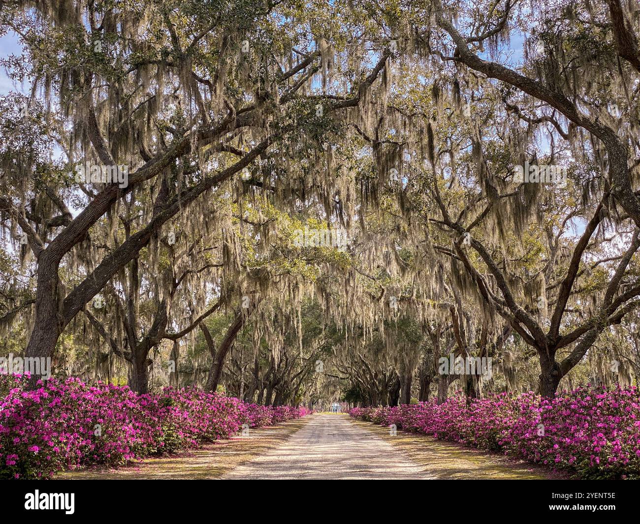 Avenue of Oaks and Azaleas, cimetière Bonaventure, Savannah, Géorgie, États-Unis - Image de stock capturée avec un smartphone
