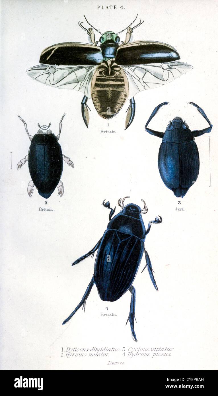 Dytiscus dimidiatus ; coléoptère tourbillon commun Gyrinus natator ; cyclus vittatus ; piceus hydraté ; extrait de ' coléoptères ' par Duncan, James, 1804-1861 date de publication 1846 Banque D'Images