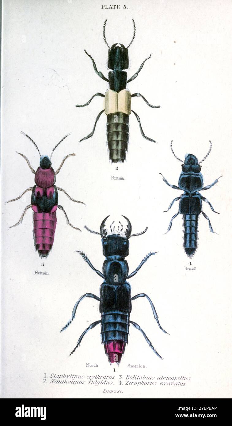Staphylinus erythrurus ; Xantholinus fulgidus ; Bolitobius atricapillus ; Zirophorus exaratus ; gravure sur acier colorée à la main par William Lizars tirée de ' Beetles ' par Duncan, James, 1804-1861 date de publication 1846 Banque D'Images