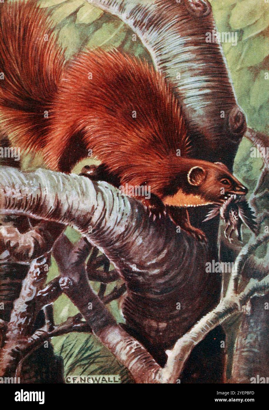 Martre de pin d'Europe (Martes martes) aquarelle tirée de ' British Land Mammals and their habits ' par Alexander Nicol Simpson, publié par A. et C, Black en 1911 Banque D'Images