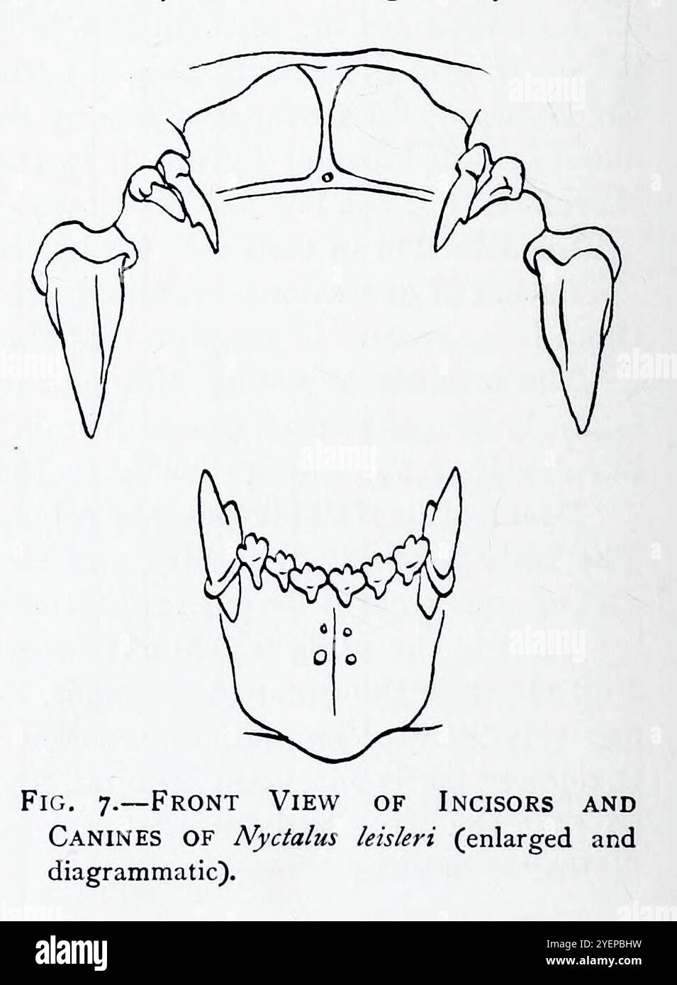 VUE DE FACE DES INCISIVES ET CANINES DE Nyctalus leisleri illustrées par Edward Adrian Wilson, 1872-1912 d'après le livre ' A history of British Mammals ' V1 - Bats de Gerald Edwin Hamilton Barrett-Hamilton, publié en 1910 par Gurney et Jackson Banque D'Images