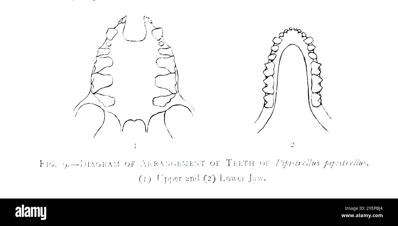 SCHÉMA DE DISPOSITION DES DENTS CHEZ PIPISTRELLUS PIPISTRELLUS. (1) mâchoire supérieure et (2) mâchoire inférieure. Illustré par Edward Adrian Wilson, 1872-1912 à partir du livre ' A history of British Mammals ' V1 - Bats de Gerald Edwin Hamilton Barrett-Hamilton, publié en 1910 par Gurney et Jackson Banque D'Images