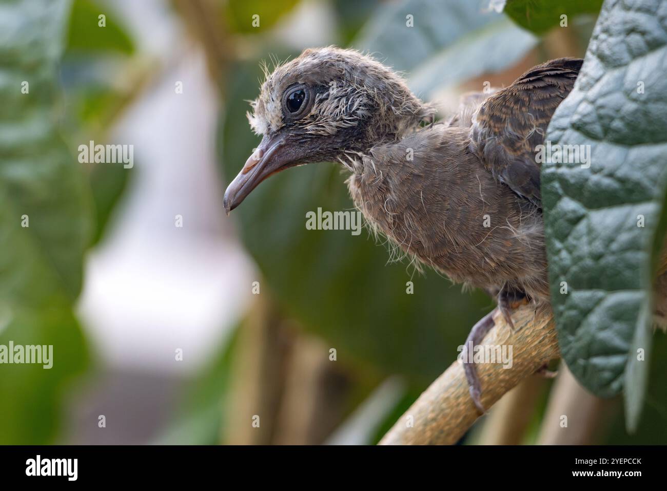 Un bébé pigeon qui est tombé de son nid dans un arbre s'accroche à une branche Banque D'Images