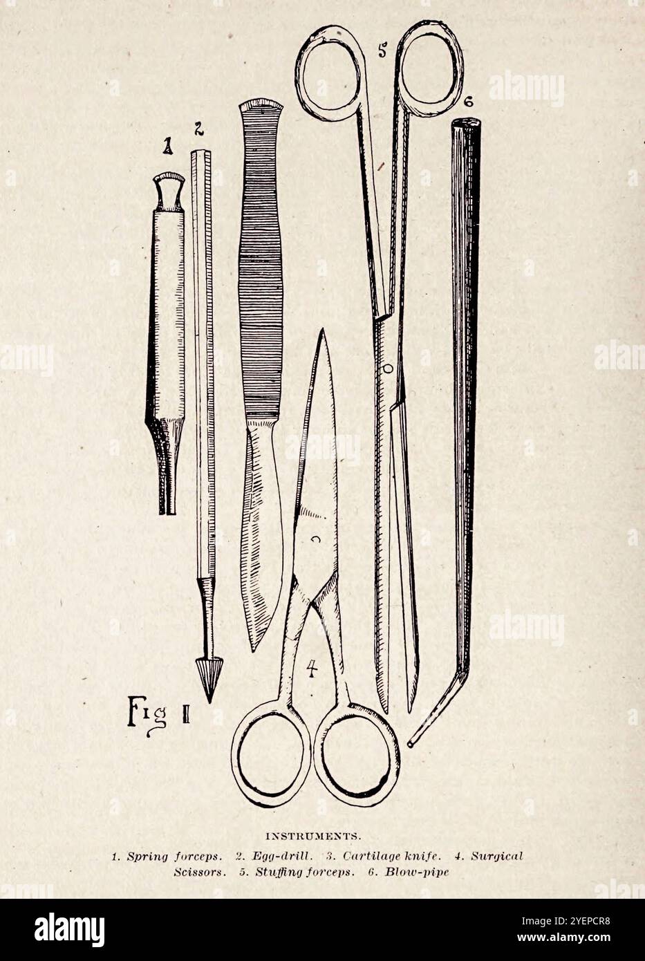 Instruments pour dépouiller les oiseaux 1. pince à ressort 2. foret à oeufs 3. couteau à cartilage 4. ciseaux chirurgicaux 5. pince à farcir 6. Tuyau de soufflage de la vie des oiseaux de Pennsylvanie ; un manuel des oiseaux de Pennsylvanie ; traitant en particulier de leur nourriture, à partir d'examens de plusieurs milliers d'estomacs, faits pendant toutes les saisons de l'année, avec des descriptions des oiseaux, de leurs nids, oeufs et habitudes par Warren, Benjamin Harry, 1858-1926 date de publication 1892 Banque D'Images