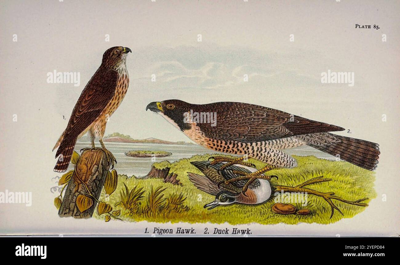 merlin ou faucon à pigeon (Falco columbarius) ; faucon pèlerin ou faucon à canard (Falco peregrinus anatum) de la vie des oiseaux de Pennsylvanie ; un manuel des oiseaux de Pennsylvanie ; traitant spécialement de leur nourriture, à partir d'examens de plusieurs milliers d'estomacs, effectués pendant toutes les saisons de l'année, avec des descriptions des oiseaux, leurs nids, œufs et leurs habitudes par Warren, Benjamin Harry, 1858-1926 date de publication 1892 Banque D'Images