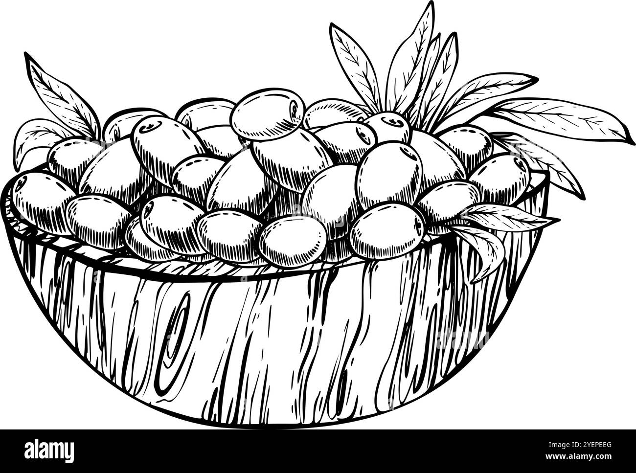 Fruit d'olive, baies avec des feuilles dans un bol en bois. Ligne d'encre noire Récolte d'oliviers. Illustration vectorielle dessinée à la main pour l'étiquette de produit d'huile d'olive Illustration de Vecteur
