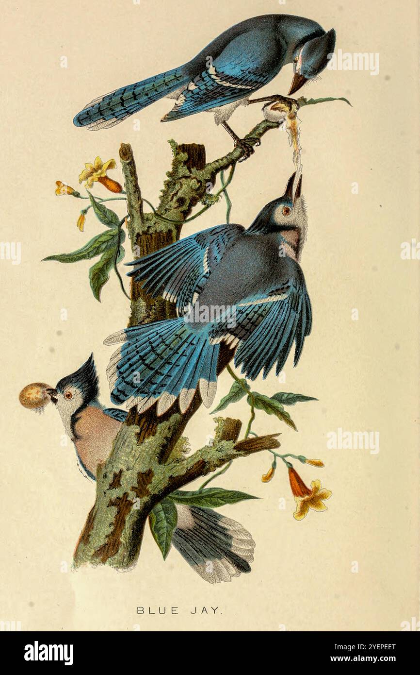 Blue jay (Cyanocitta cristata) est un oiseau passerin de la famille des Corvidae, originaire de l'est de l'Amérique du Nord illustration de ' quelques oiseaux et mammifères qui détruisent les poissons et le gibier ' par Warren, Benjamin Harry, 1858-1926 date de publication 1897 Banque D'Images