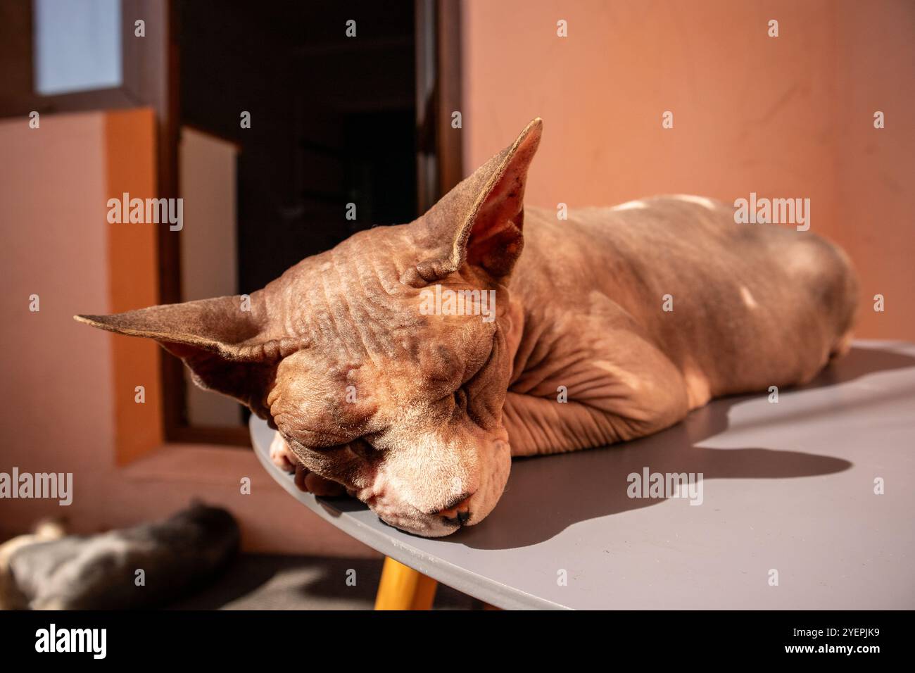 Un chat Sphynx canadien chauve gris dort allongé sur la table avec la tête sur sa patte. Gros plan du museau d'un chat sans poils. Animal hypoallergénique à la maison. Banque D'Images