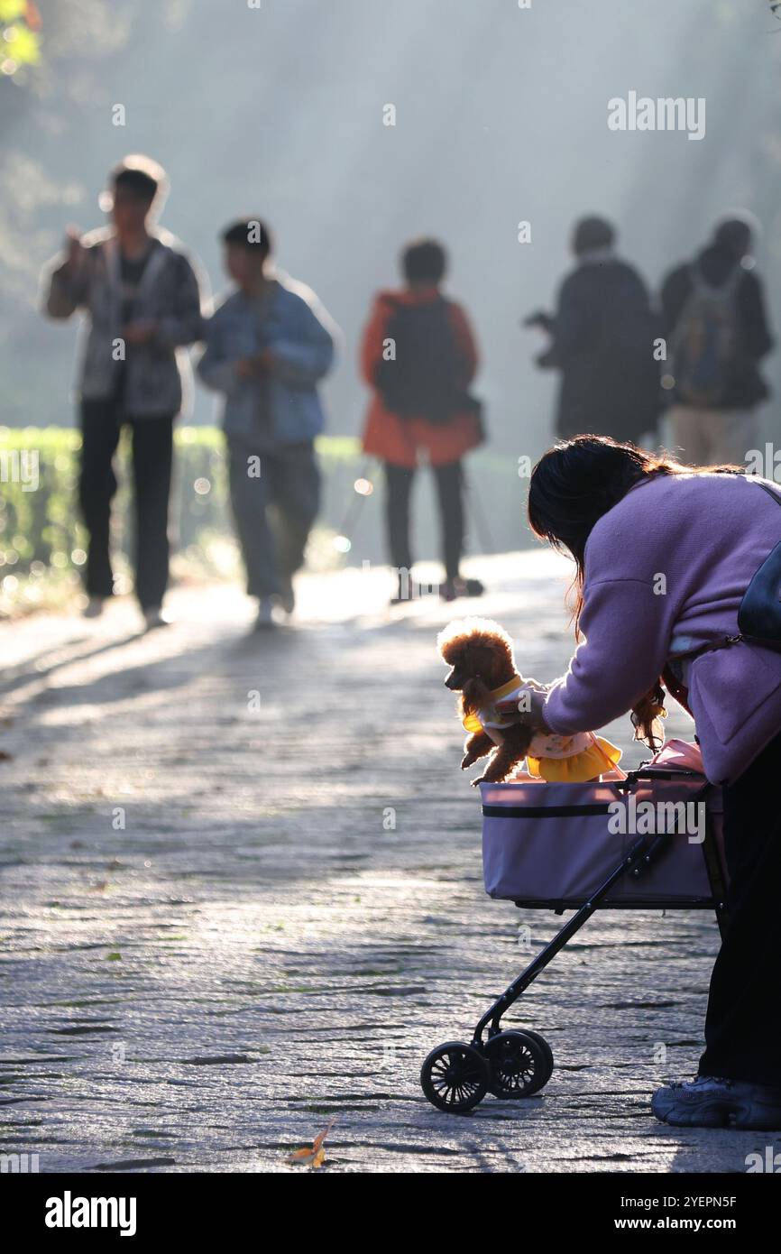 Nanjing, China.31st octobre 2024. Des citoyens prennent des photos sur la route de Shixiang du mausolée de Ming Xiaoling, ville de Nanjing, province du Jiangsu, le 31 octobre 2024. Crédit : Yang Bo/China News Service/Alamy Live News Banque D'Images