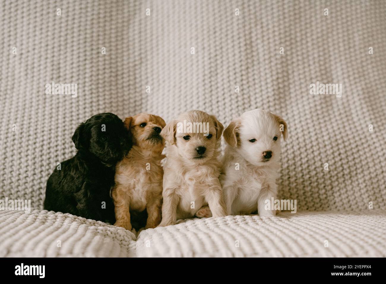 Quatre chiots assis dans une rangée sur une couverture Banque D'Images