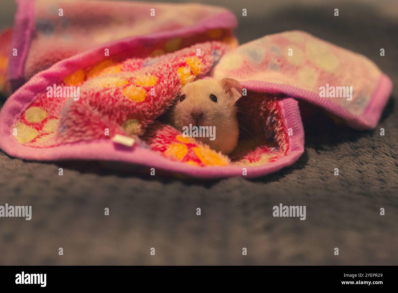 Un doux hamster syrien se blottit chaudement dans une couverture douce et colorée, contemplant avec une expression adorable et curieuse. Banque D'Images