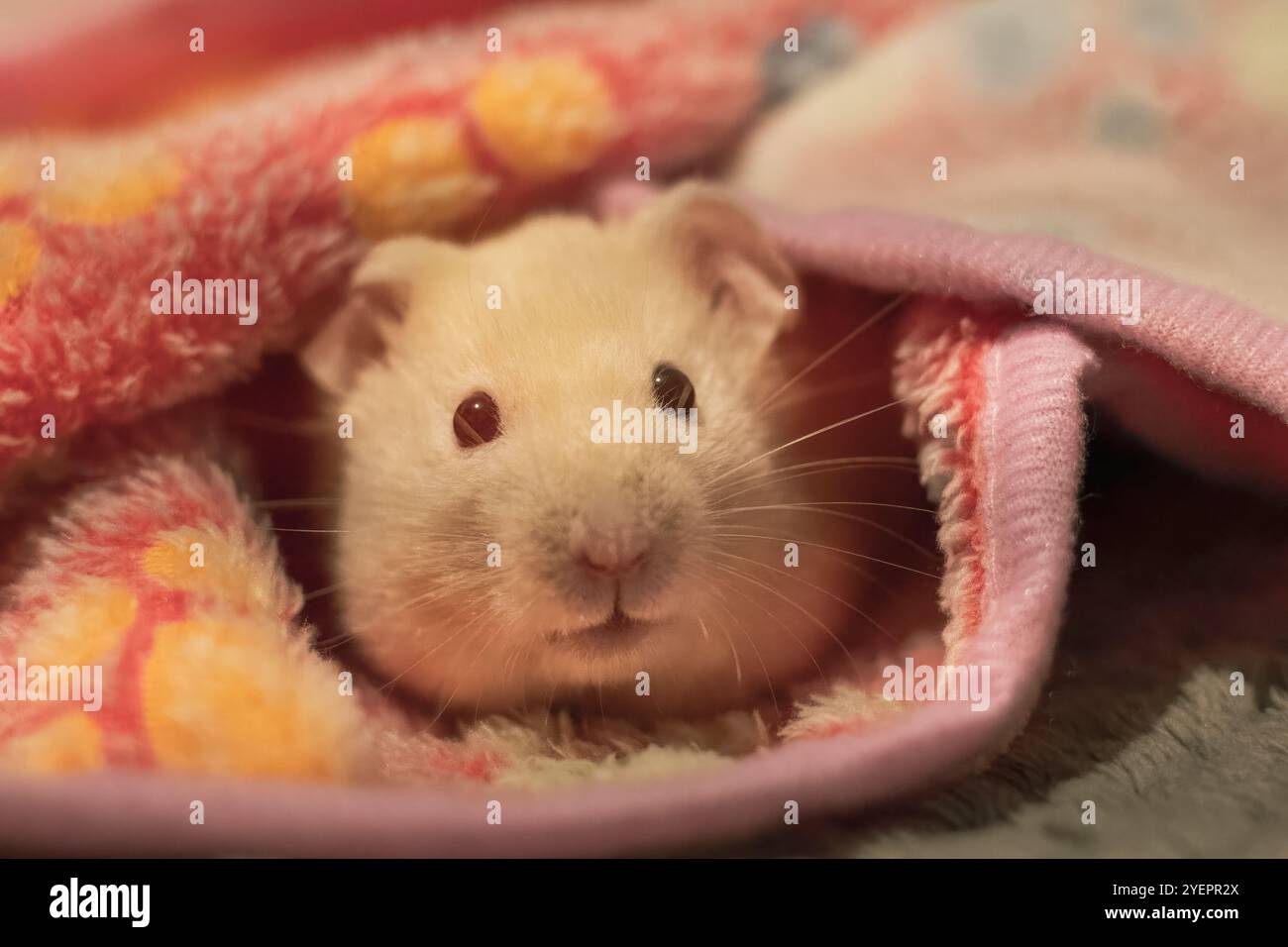 Un doux hamster syrien se blottit chaudement dans une couverture douce et colorée, contemplant avec une expression adorable et curieuse. Banque D'Images