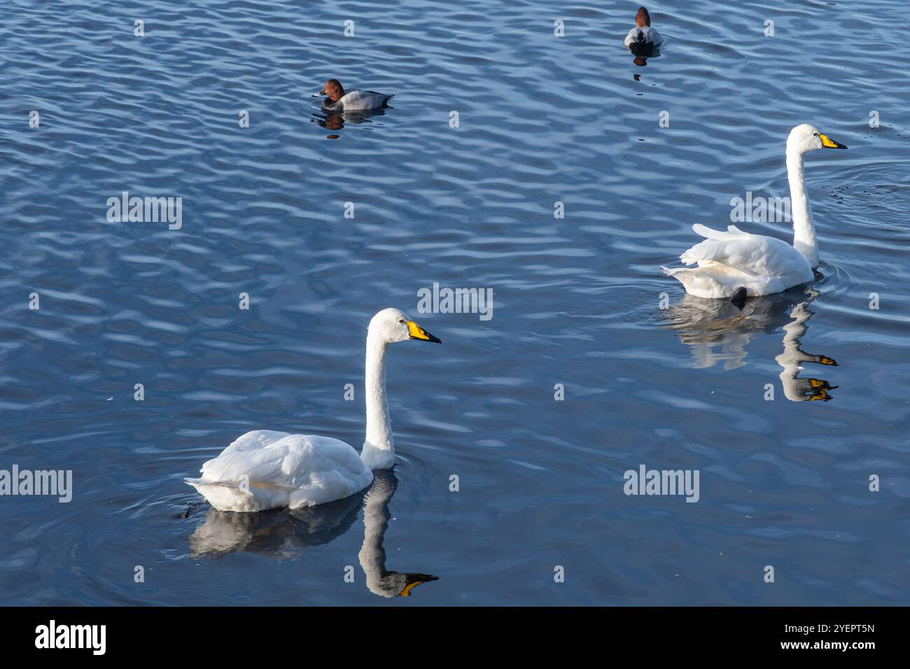 Cygnes (Cygnus cygnus), un grand cygne et visiteur hivernal en Angleterre au WWT Welney Wetland Centre, West Norfolk, Royaume-Uni Banque D'Images