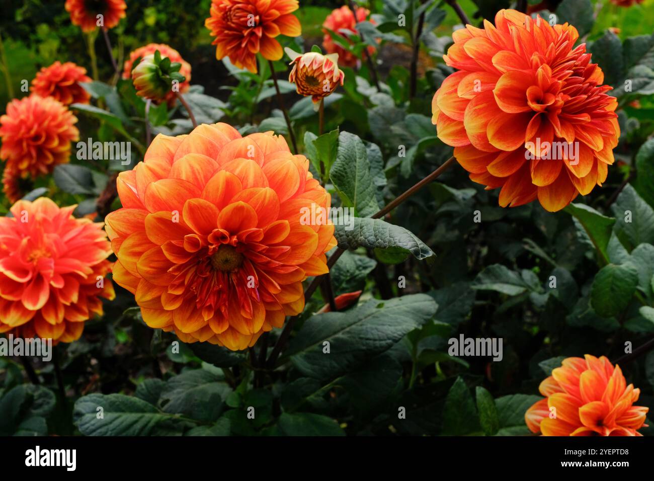 Beaux Dahlias orange et jaune en fleurs à l'automne Banque D'Images