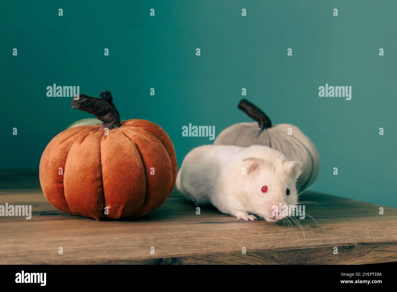 Un hamster syrien doux à la fourrure crémeuse est assis avec un fond de mur vert forêt, regardant attentivement la caméra avec des citrouilles en peluche de chaque côté de lui. Banque D'Images