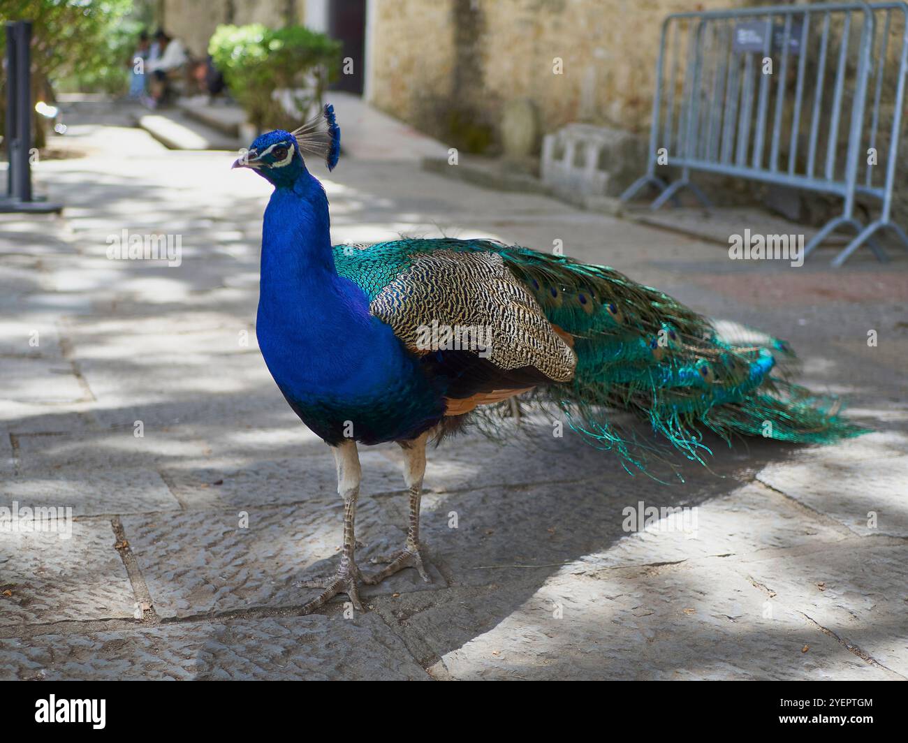 Peacock, gros plan d'un homme Banque D'Images