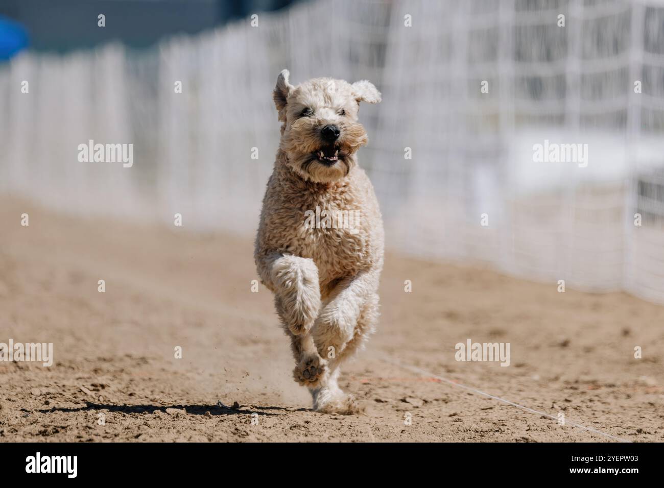 Terrier Wheaten Lure course de course à pied Sprint Dog Sport Banque D'Images