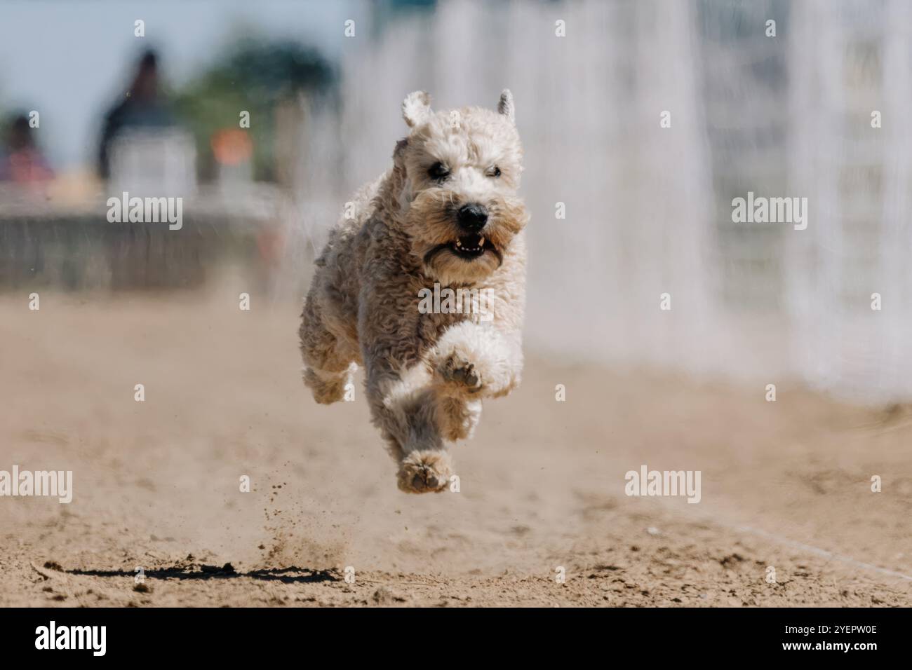 Terrier Wheaten Lure course de course à pied Sprint Dog Sport Banque D'Images