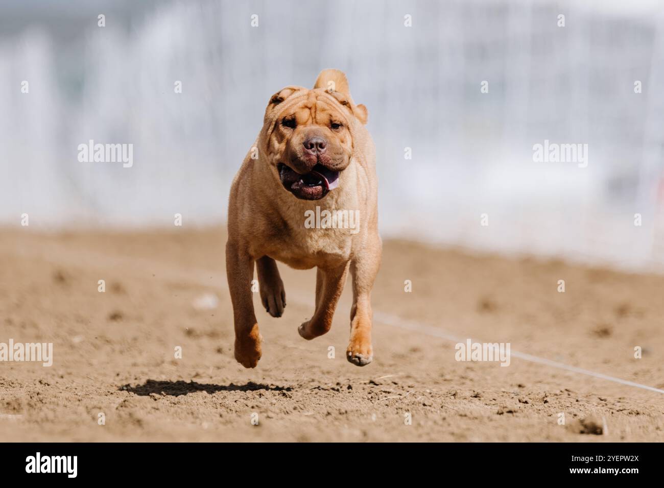Cours chinois Shar Pei Running Lure Sprint Dog Sport Banque D'Images