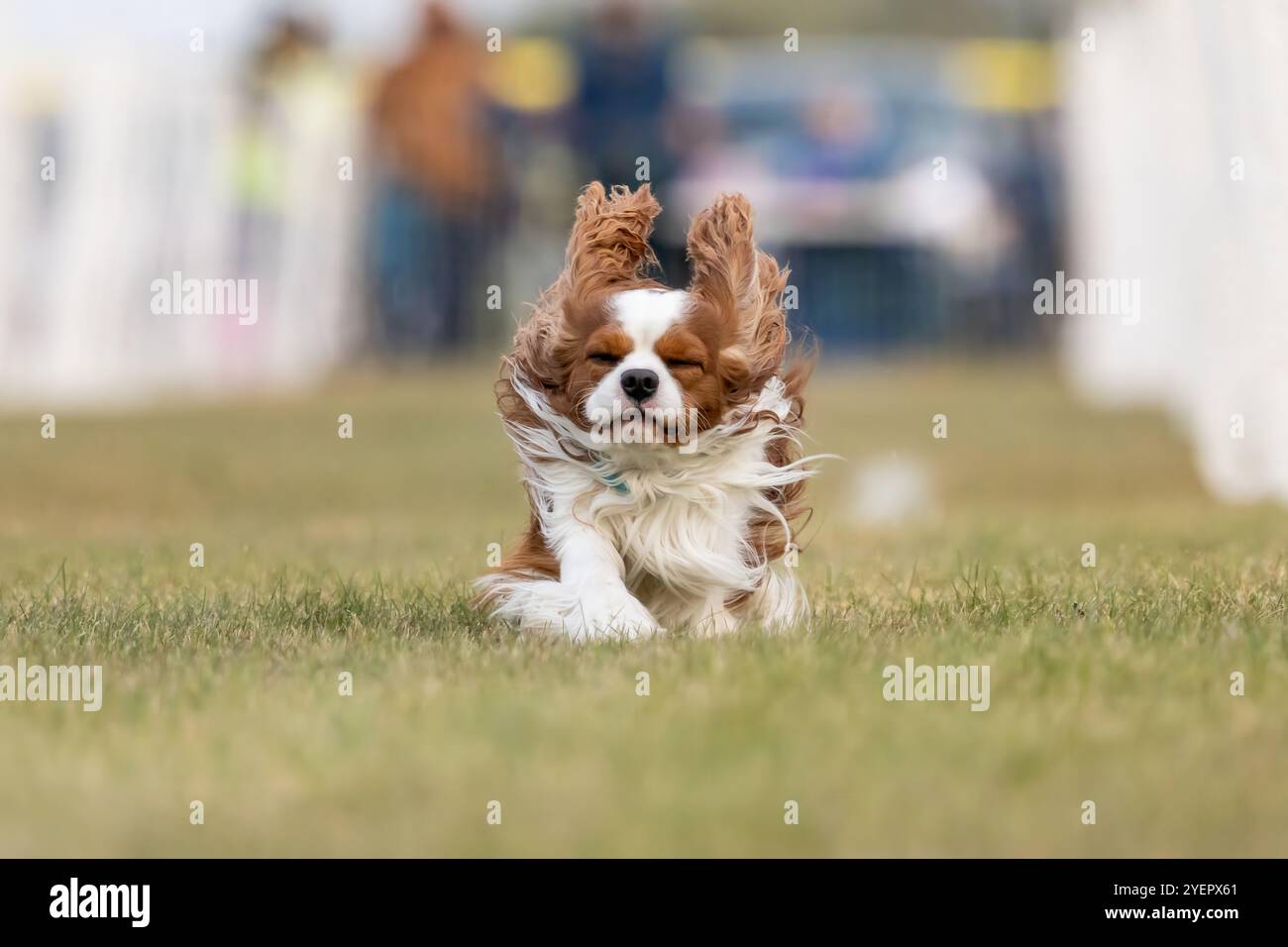 Cavalier King Charles Spaniel Running Lure course Sprint Dog Sport Banque D'Images