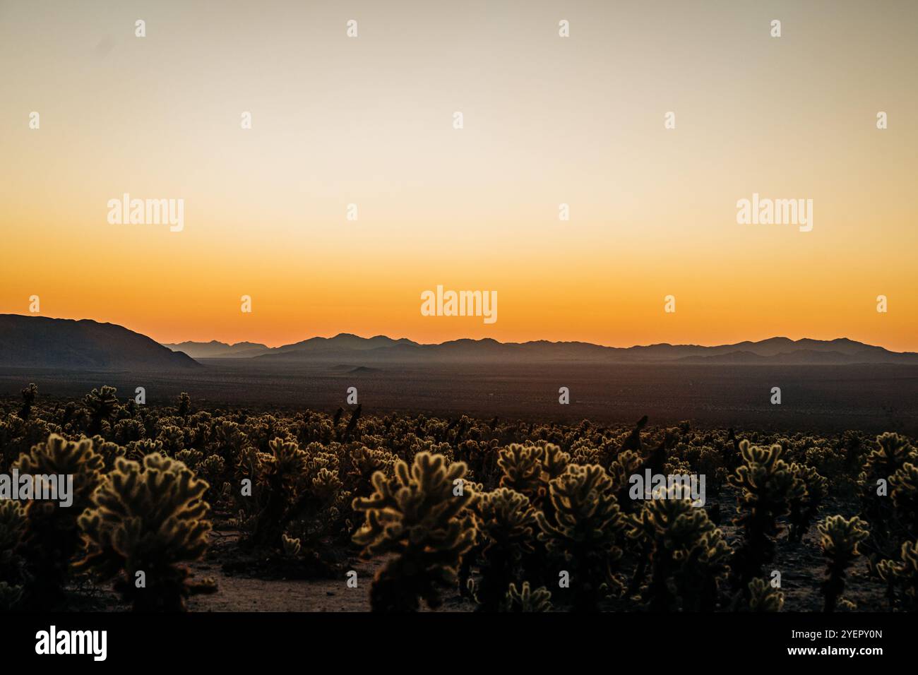 Coucher de soleil sur le paysage désertique avec des cactus silhouettes et des montagnes Banque D'Images