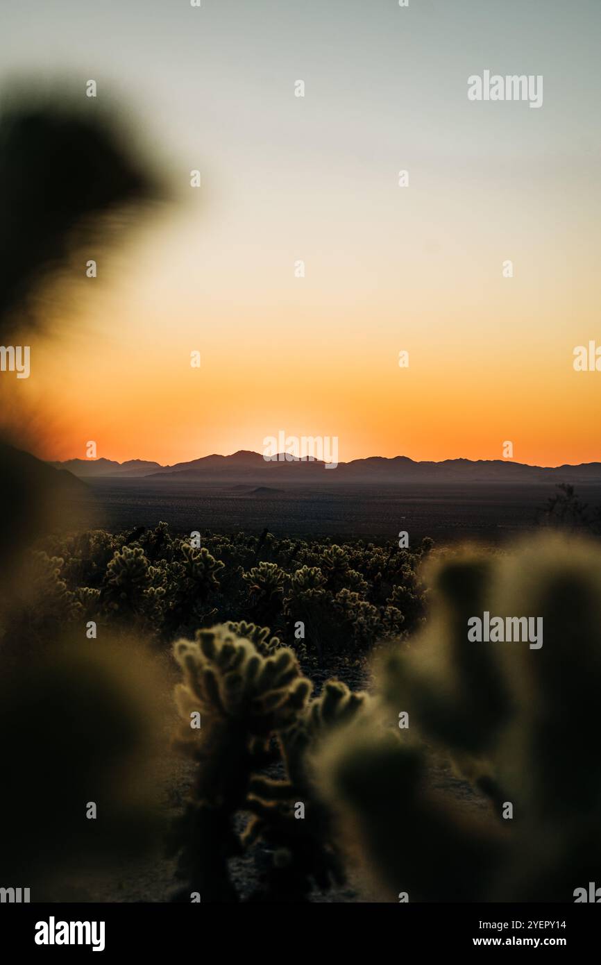 Cactus doux au premier plan avec coucher de soleil brillant sur le désert Banque D'Images
