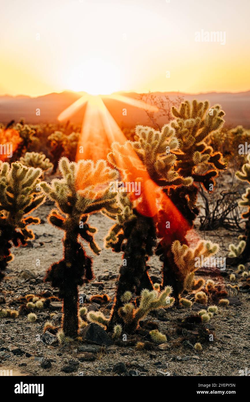 Sunburst sur les cactus du désert dans une lumière dorée chaude au coucher du soleil Banque D'Images