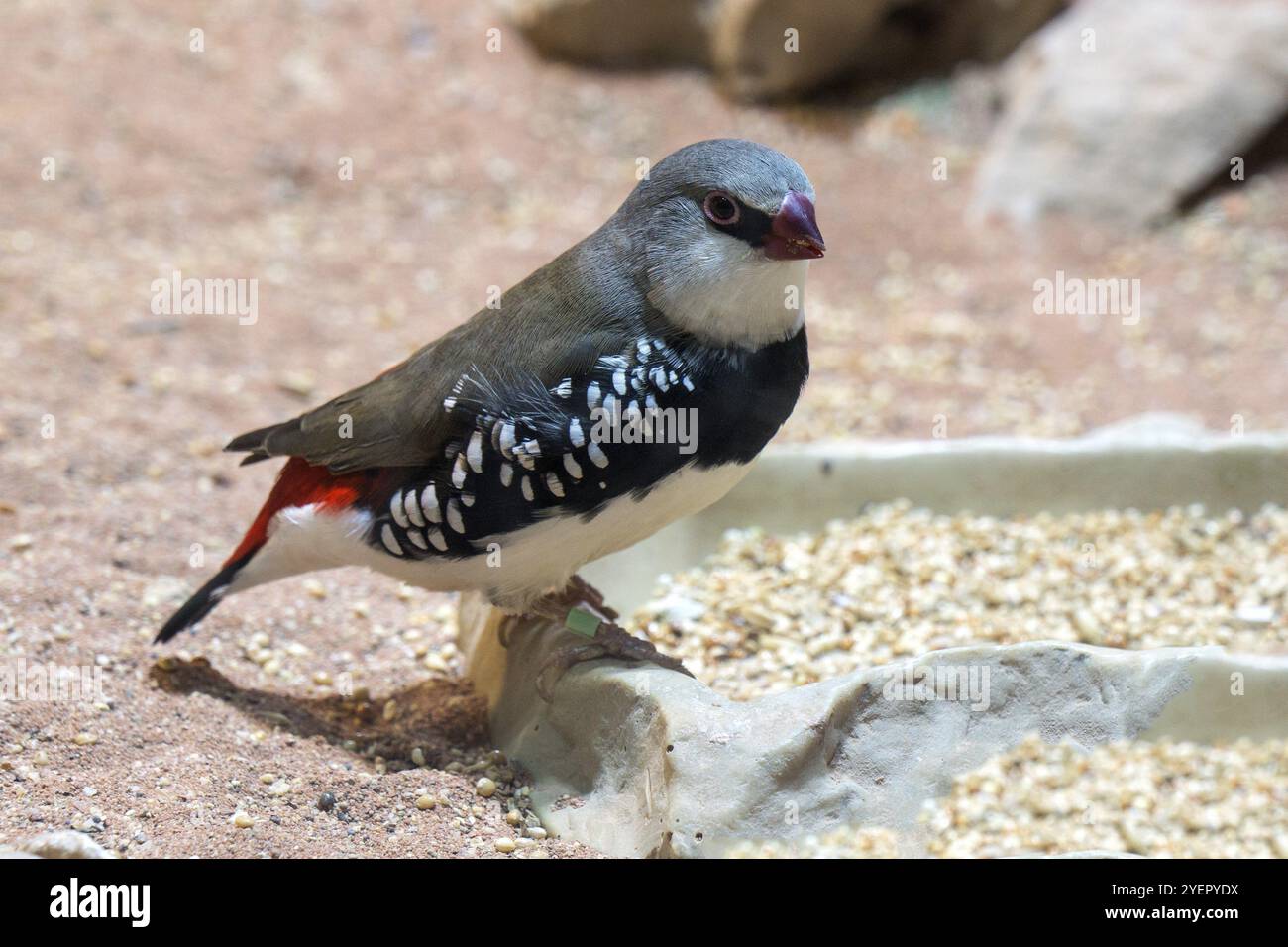 Finch diamant (Stagonopleura guttata) ou Finch diamant), captif, Allemagne, Europe Banque D'Images