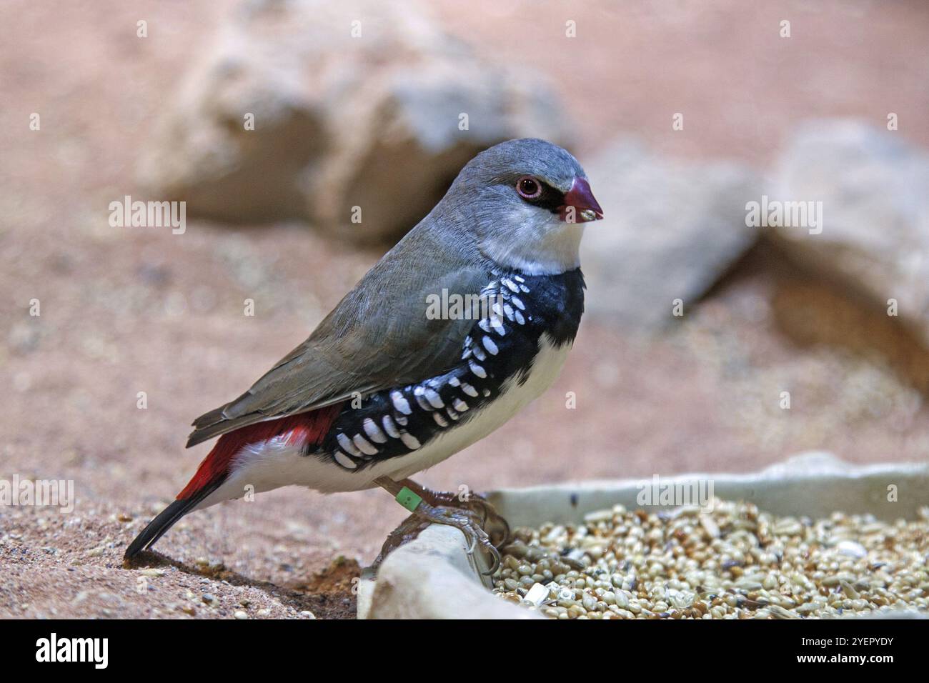 Finch diamant (Stagonopleura guttata) ou Finch diamant), captif, Allemagne, Europe Banque D'Images