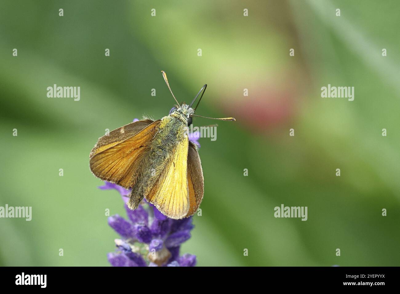 Grand skipper (Ochlodes venatus), ramassant le nectar d'une fleur de lavande commune (Lavandula angustifolia), gros plan, macro photographie, Wilnsdorf, Banque D'Images