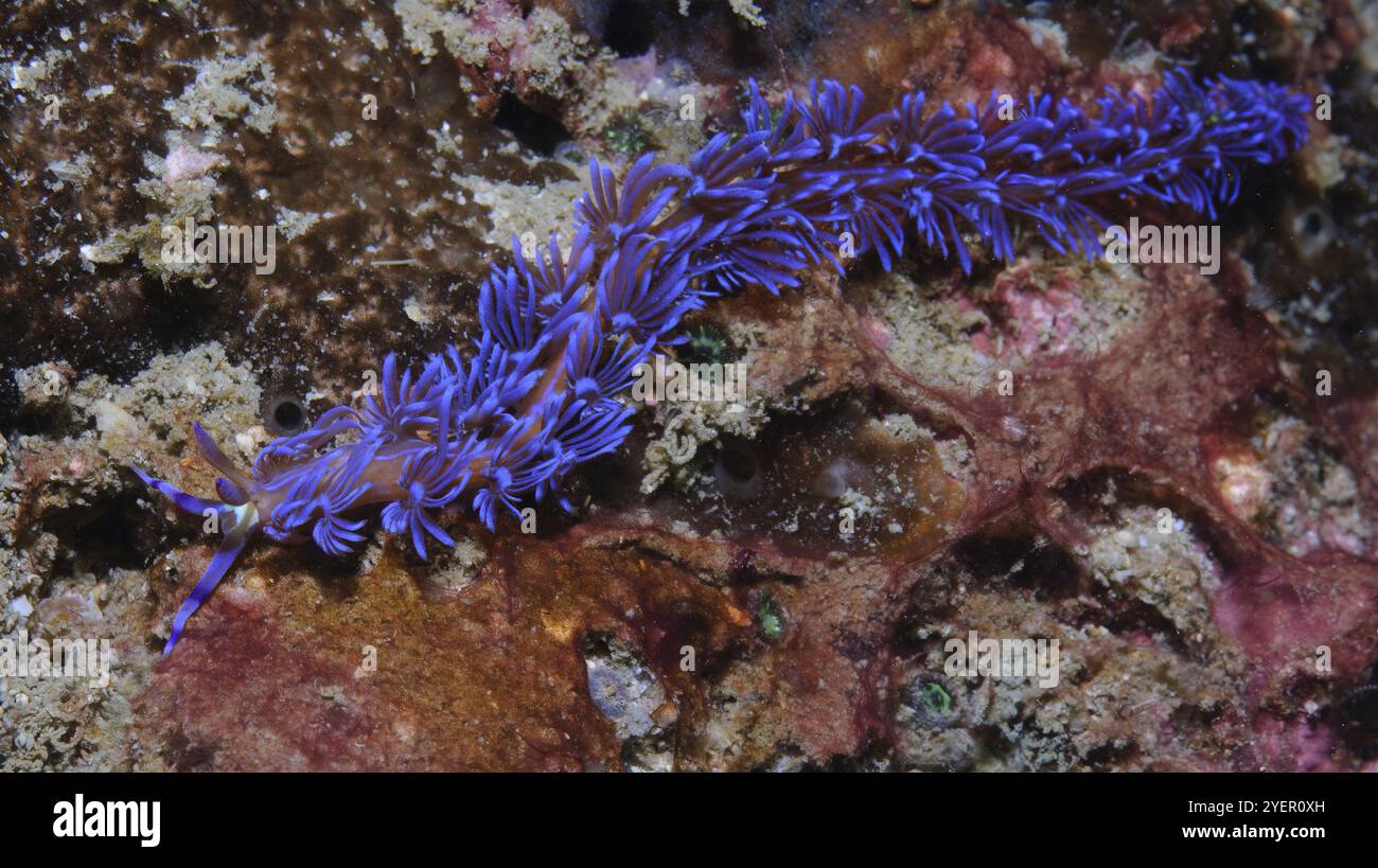 Photo sous-marine de fil escargot bleu dragon (Pteraeolidia semperi) nudibranche carnivore nudibranche, Pacifique, Indo-Pacifique, Koh Lanta, Thaïlande, ASI Banque D'Images