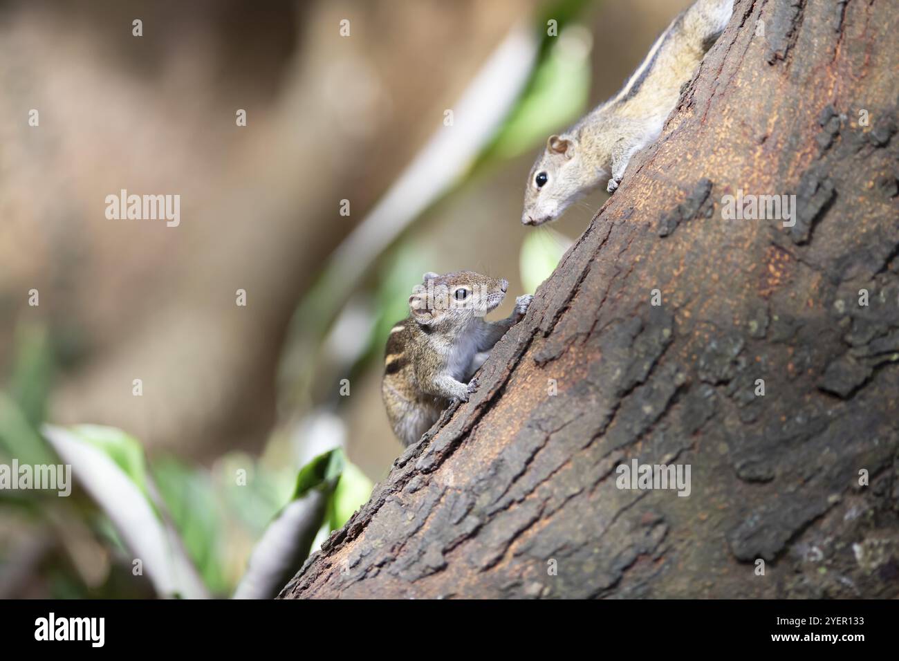 Deux tchipmunks ou tamias sur un tronc d'arbre, jardins botaniques royaux, Kandy, Province centrale, Sri Lanka, Asie Banque D'Images