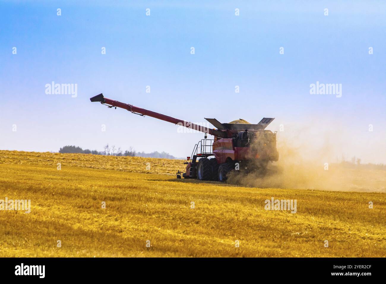 Une grande moissonneuse-batteuse est vue au travail dans un champ de maïs, avec de la poussière jaune volant derrière la machine en mouvement, sous un ciel bleu en Alberta, Canada, Nord Banque D'Images