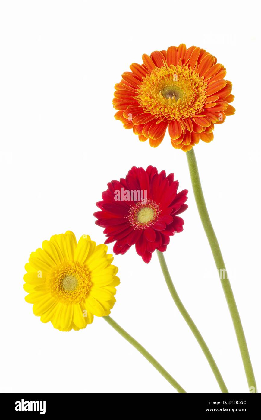 3 types de gerberas Banque D'Images