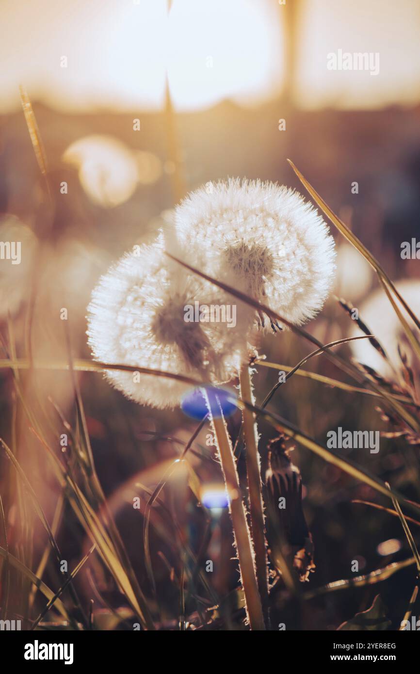 Les pissenlits s'épanouissent au coucher du soleil. La douce ampoule pissenlit est balayée par le vent du matin qui souffle sur la campagne ensoleillée. Pissenlits blancs à champ doux Banque D'Images
