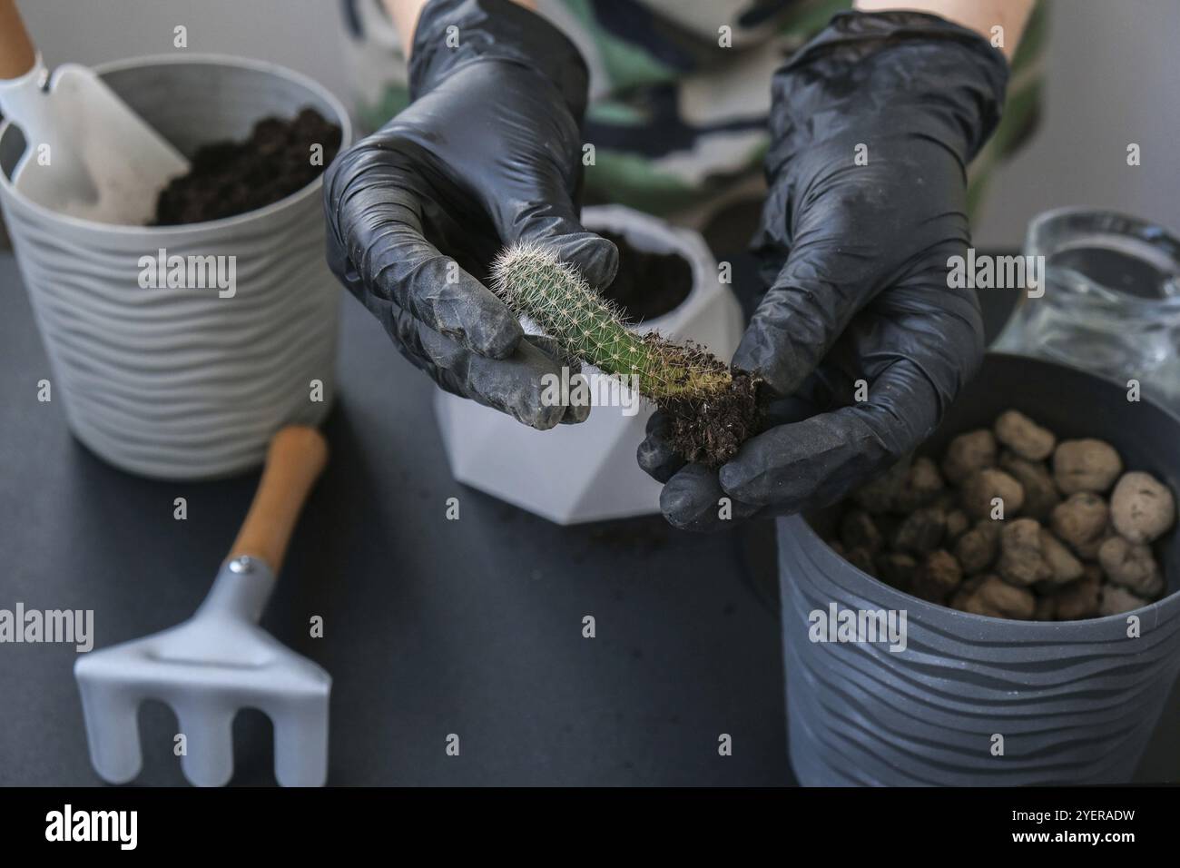 Gros plan des mains de femmes tenant le cactus. Concept de jardin à la maison. Outils de jardinage. Lieu de travail du jardinier. Masse dans un godet. Prendre soin des plantes. Hai Banque D'Images