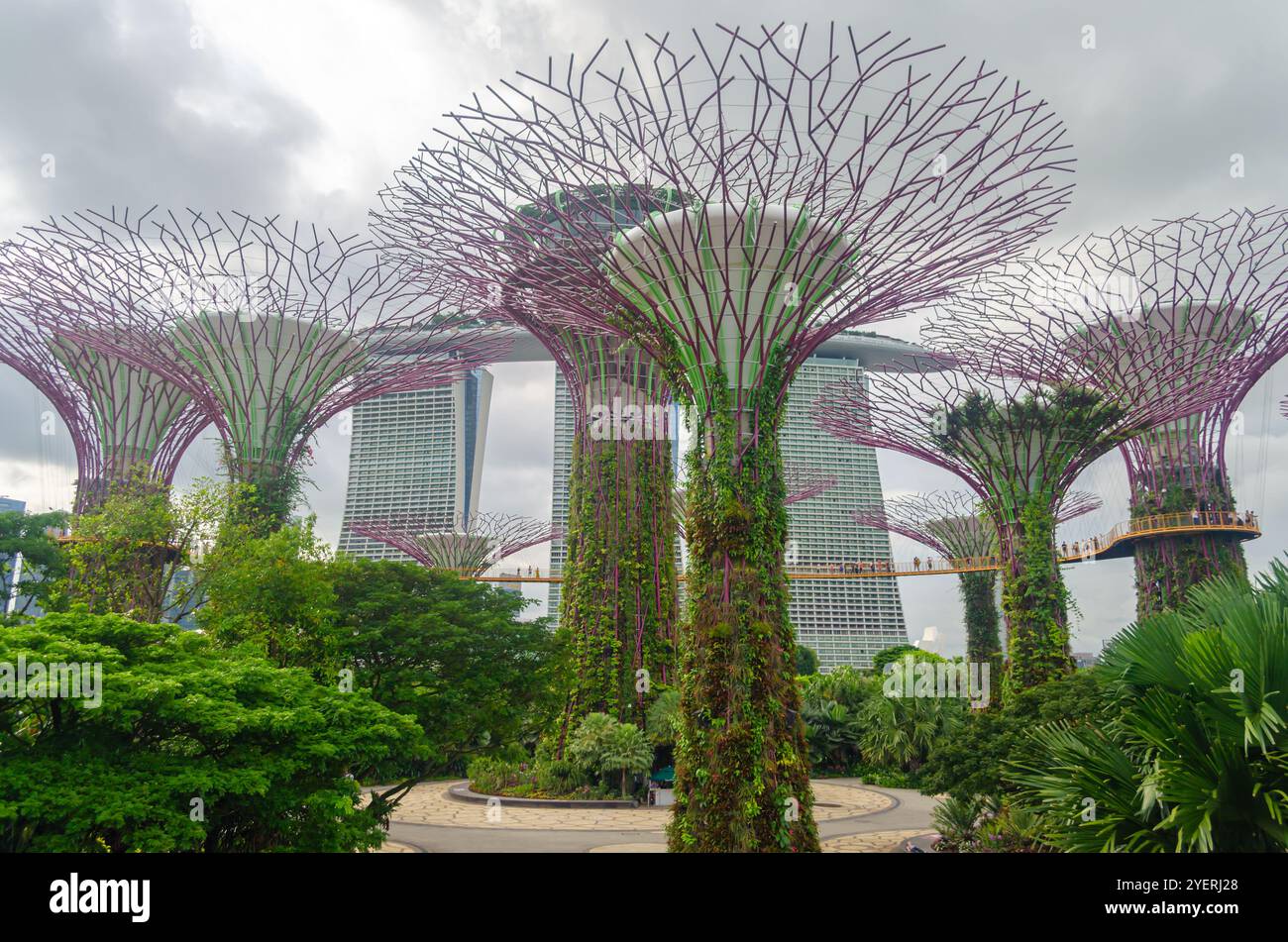 Supertree Grove arbres dans les jardins de la baie Banque D'Images