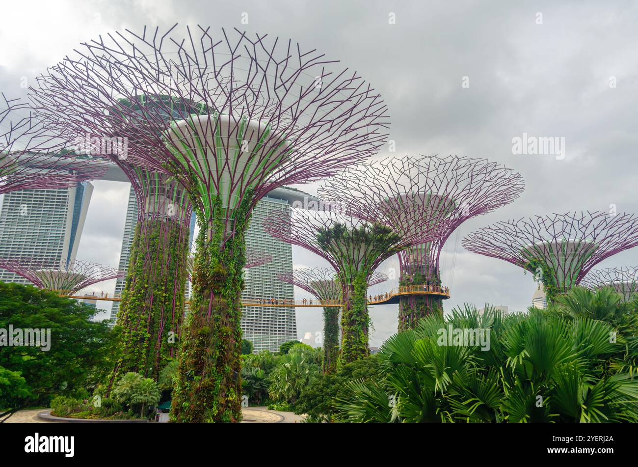Supertree Grove arbres dans les jardins de la baie Banque D'Images
