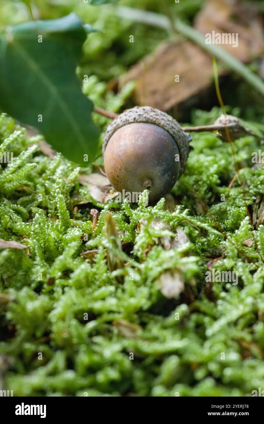 Acorn en automne se trouve sur le sol de la forêt avec de la mousse et des feuilles Banque D'Images
